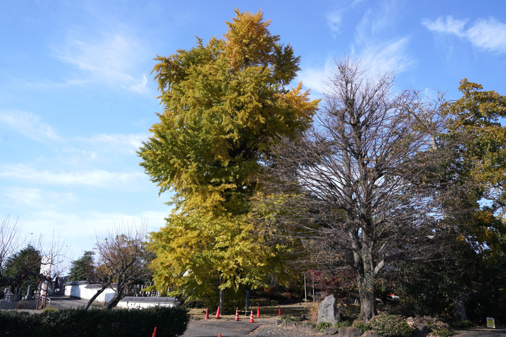 2025年11月16日(日)更新