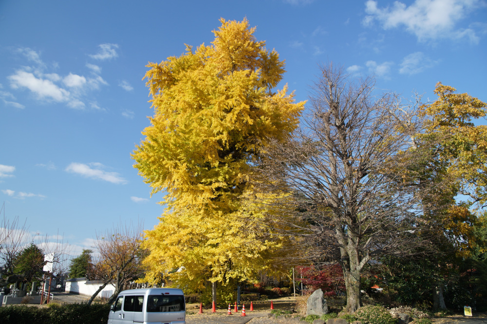 2025年11月20日(木)更新