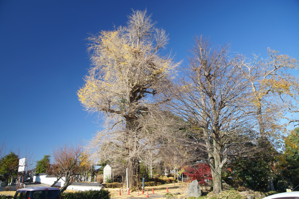 2025年11月29日(土)更新