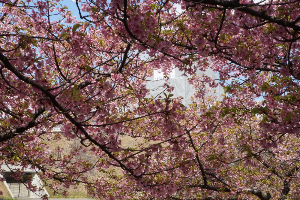 2026年3月27日（金）撮影