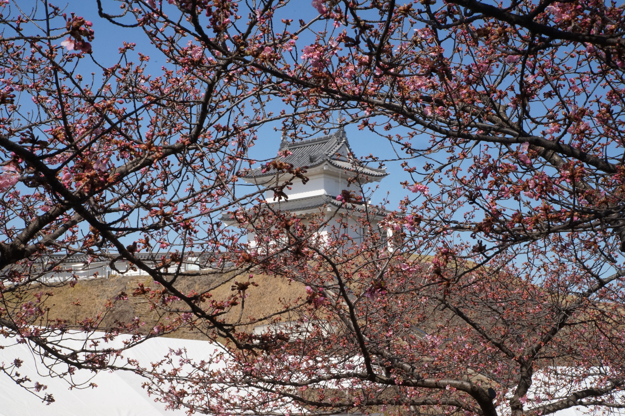 2026年3月5日(木)撮影