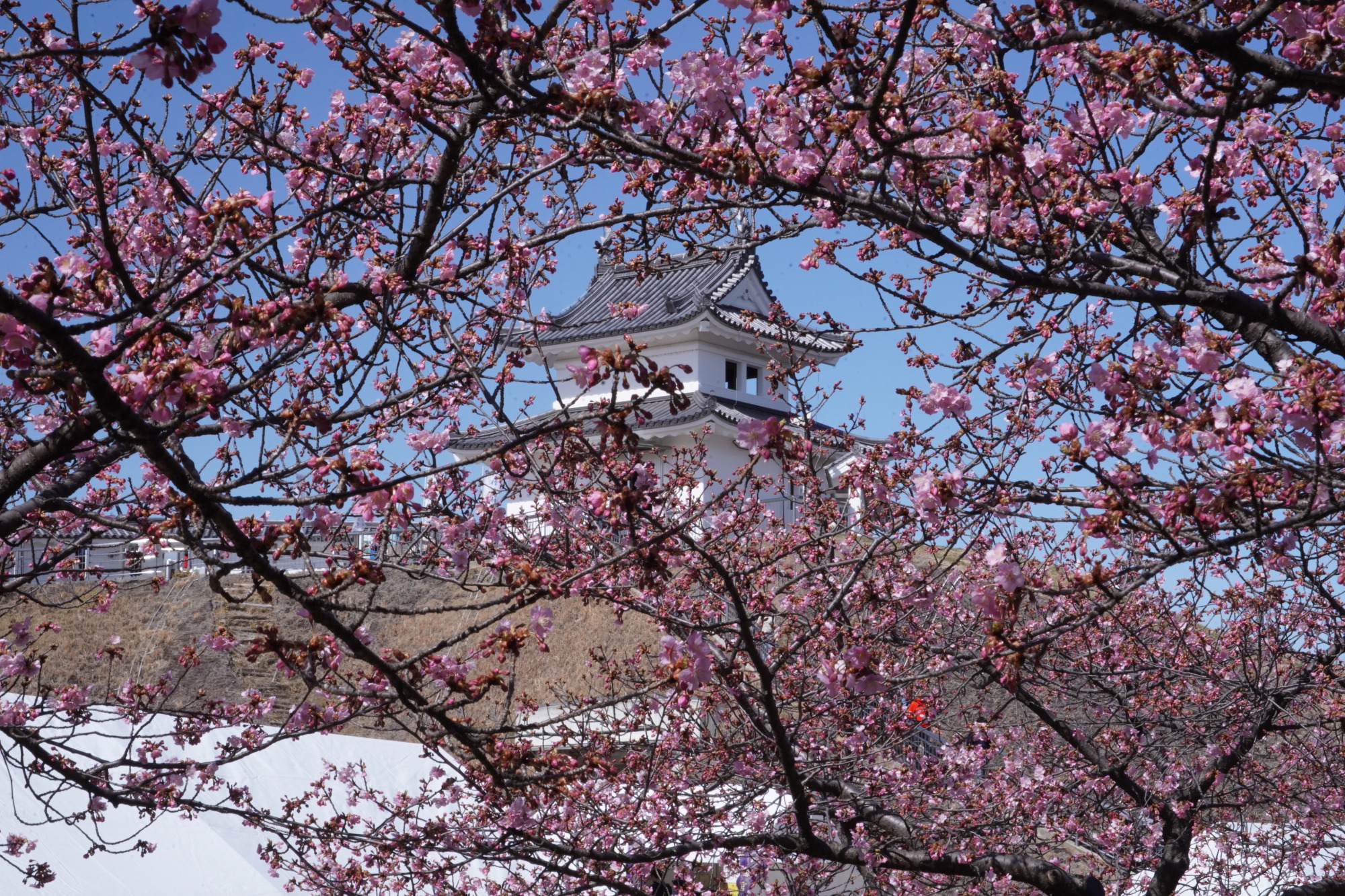 2026年3月7日(土)撮影