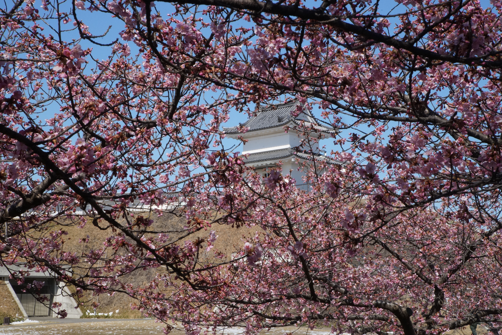 2026年3月11日(水)撮影