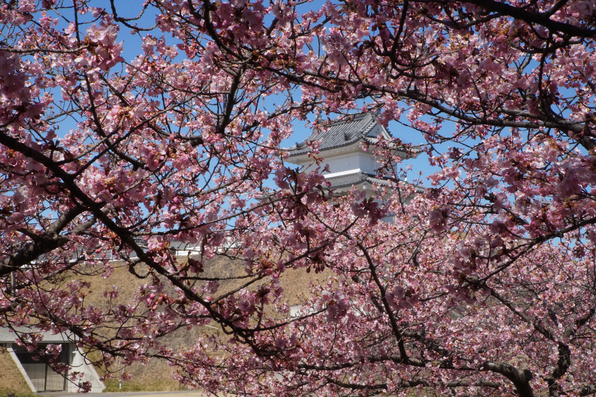 2026年3月14日(土)撮影