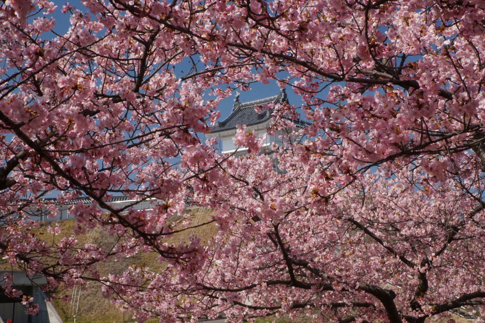 2026年3月17日（火）撮影