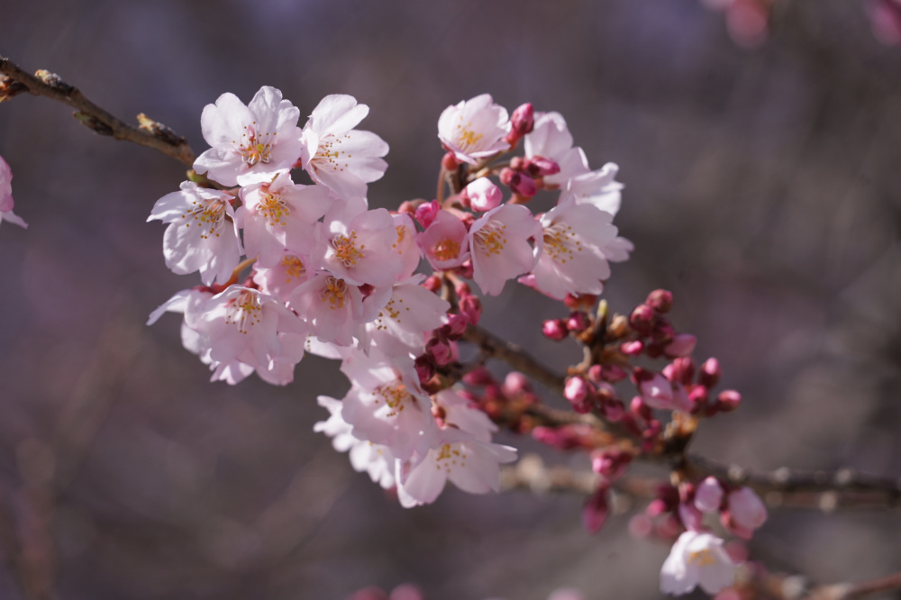 2026年3月19日（木）撮影