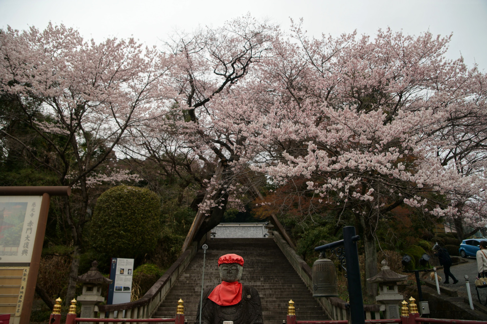 2026年3月25日（水）撮影