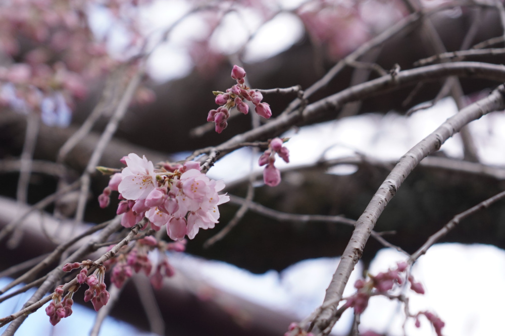 2026年3月19日（木）撮影