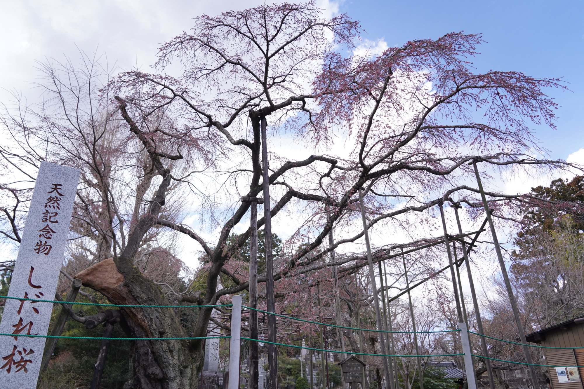 2026年3月19日(木)撮影