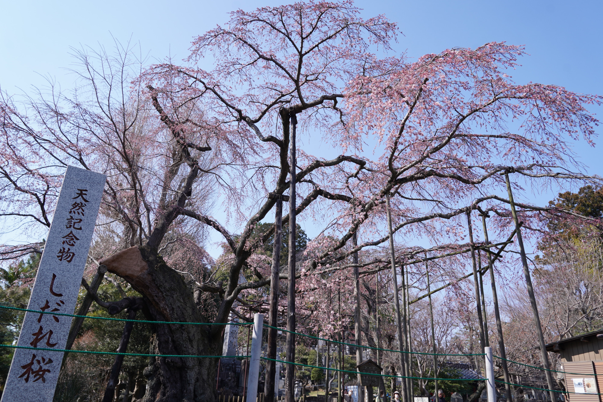 2026年3月21日(土)撮影
