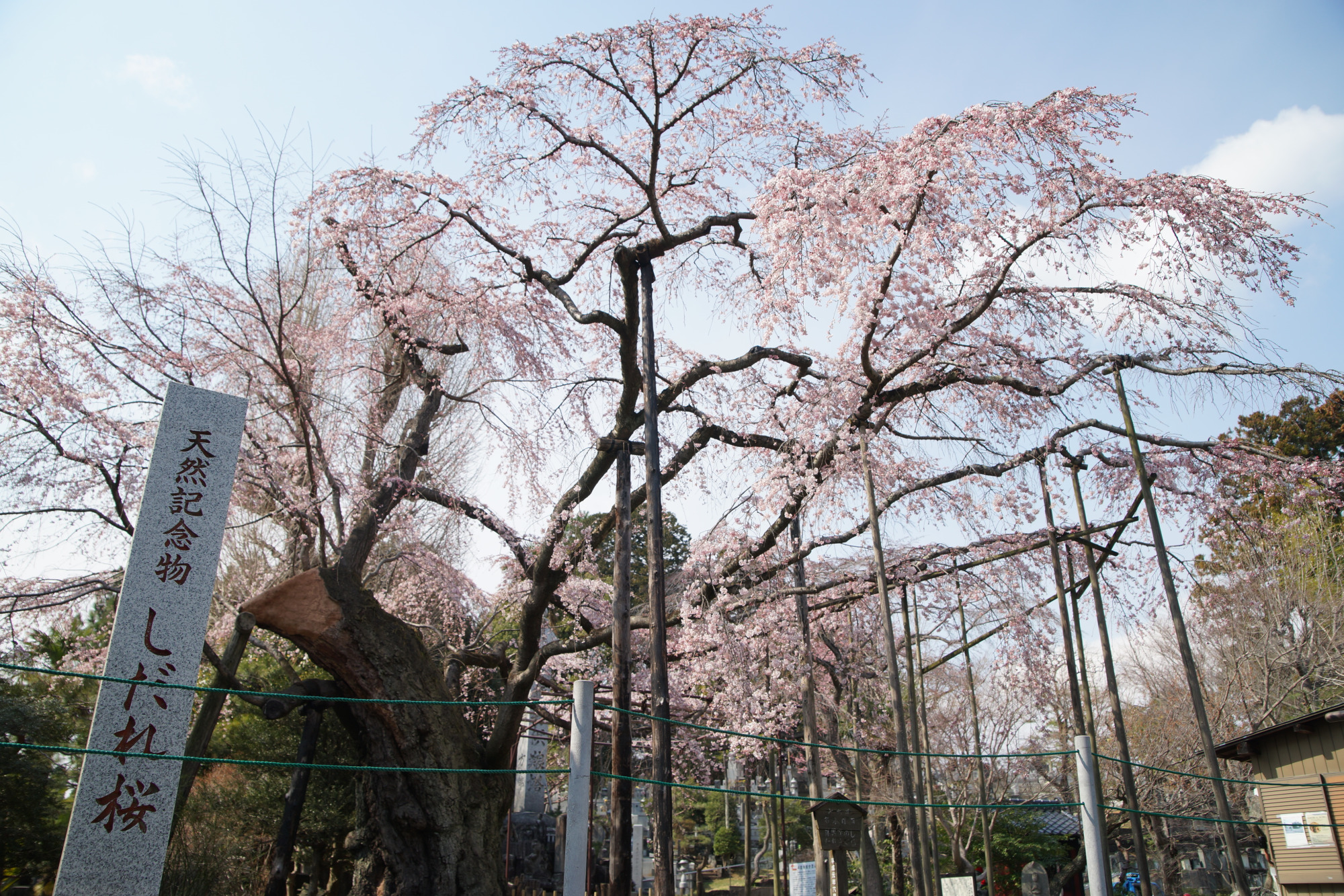 2026年3月23日(月)撮影