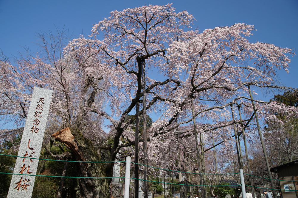 2026年3月27日（金）撮影