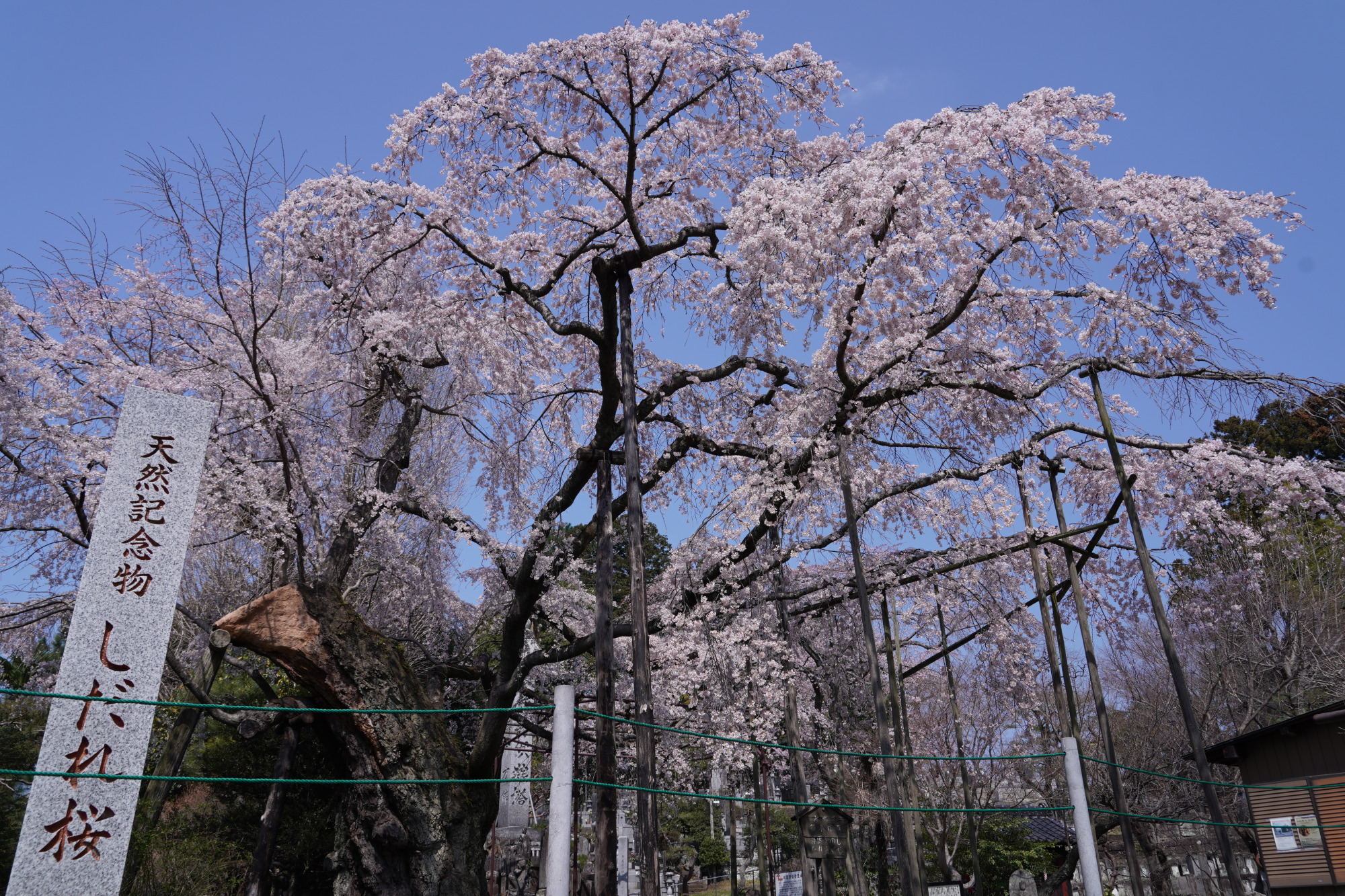 2026年3月29日(日)撮影