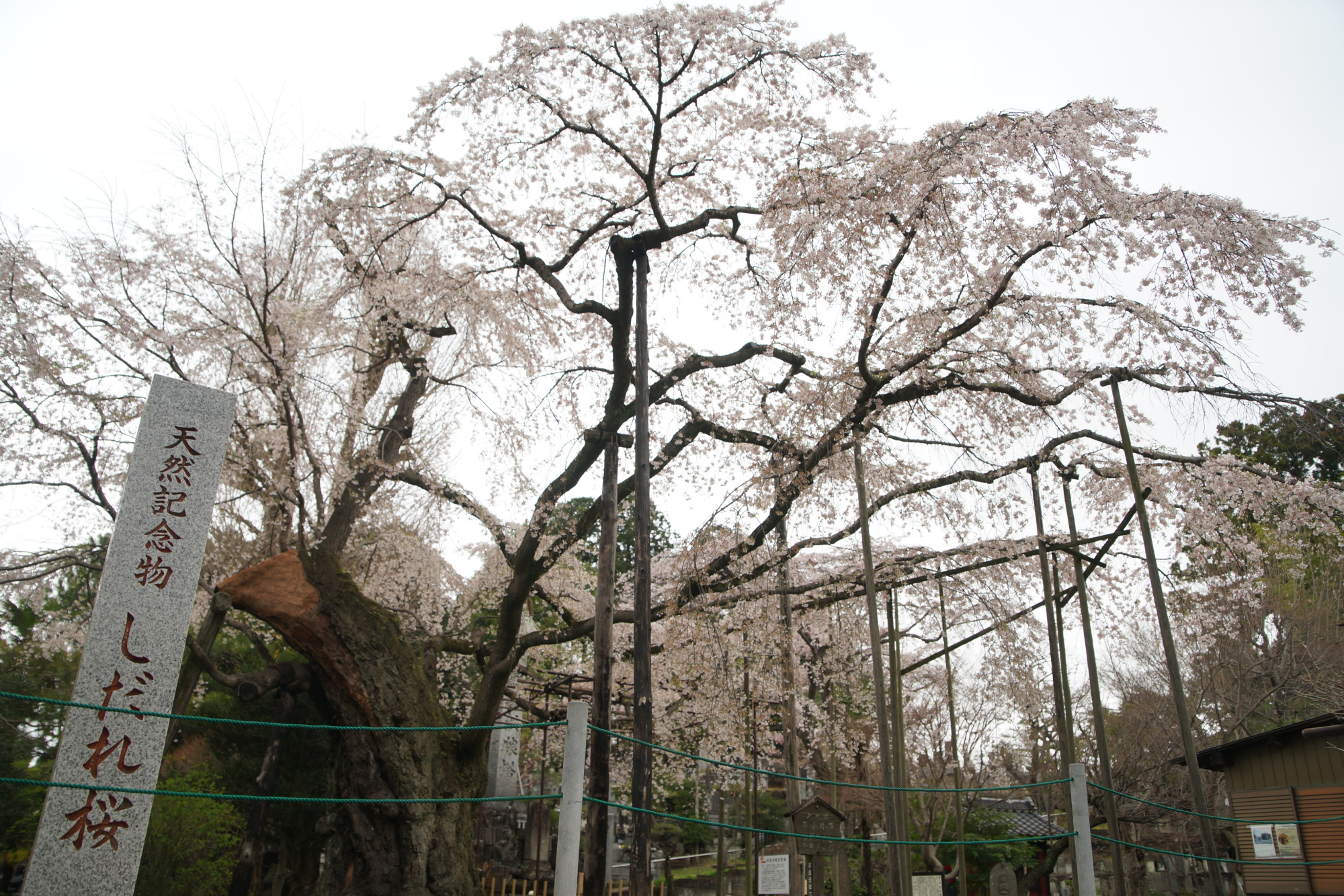 2026年4月1日(水)撮影