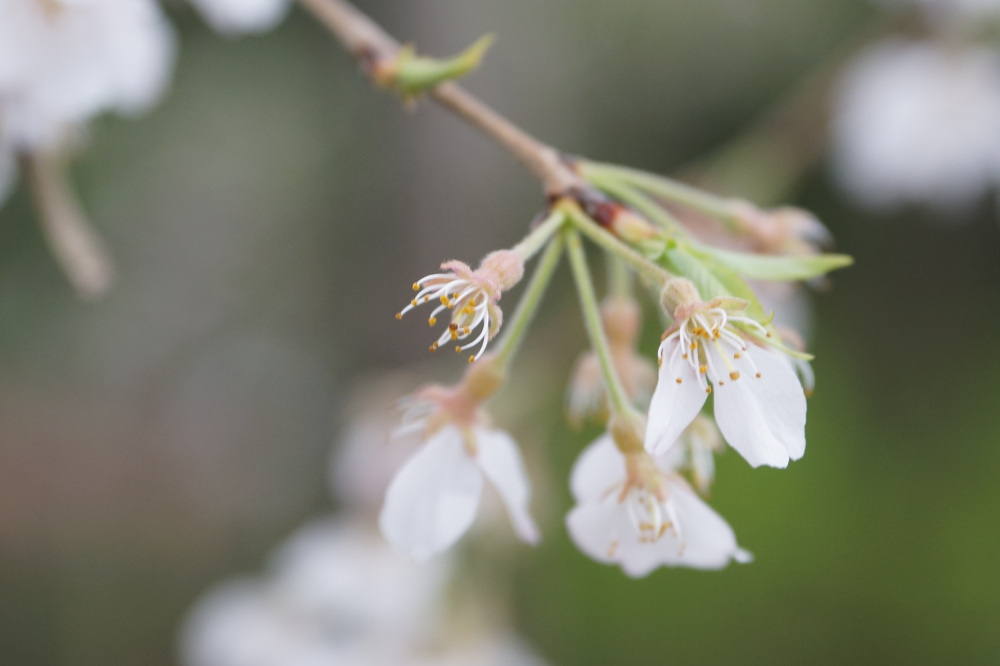 2026年4月3日（金）撮影