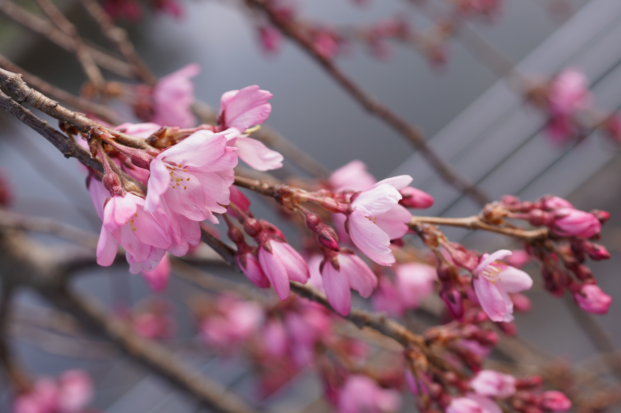 2026年3月22日(日)撮影