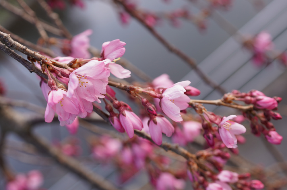 2026年3月22日（日）撮影