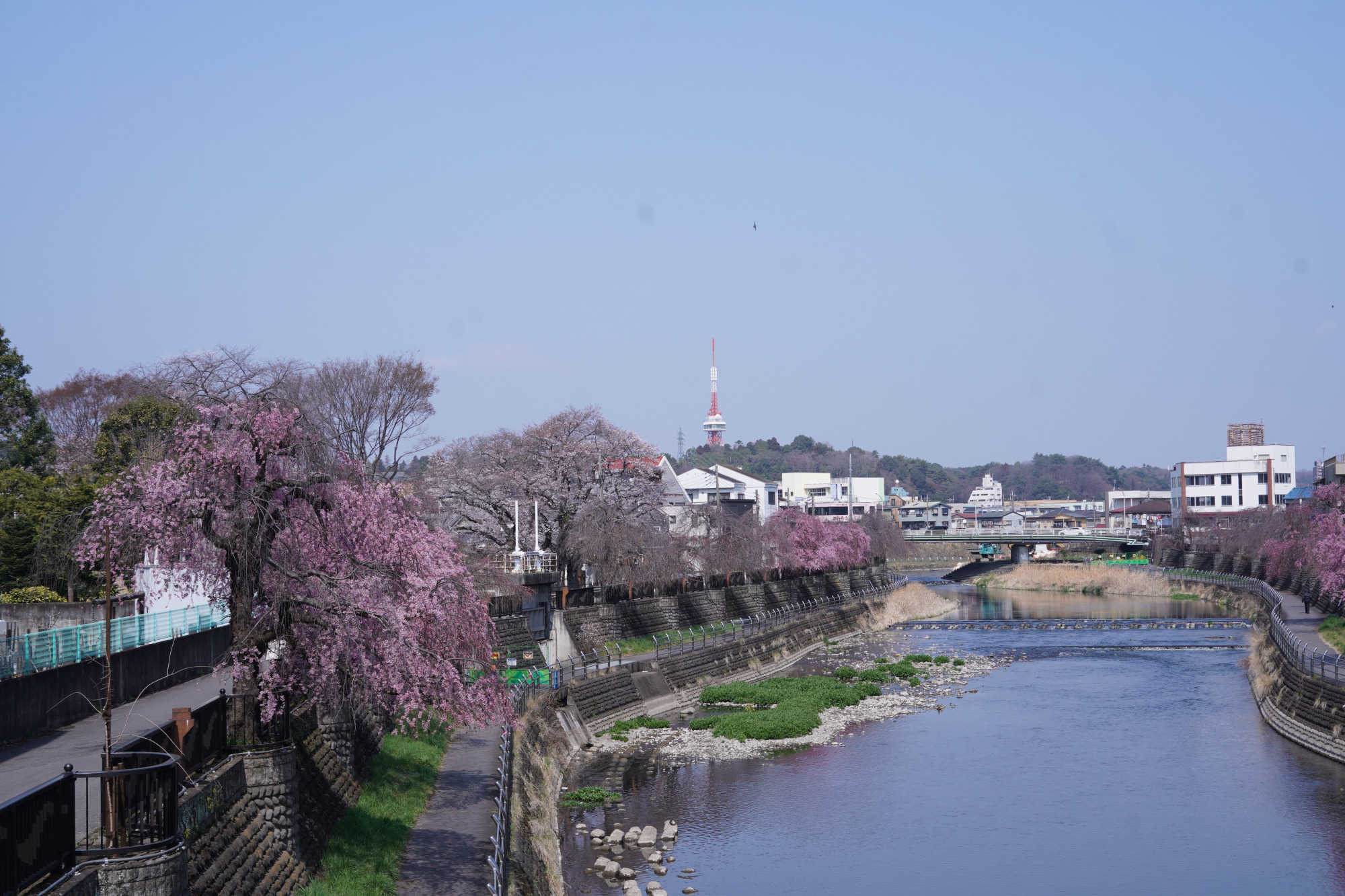 2026年3月29日(日)撮影