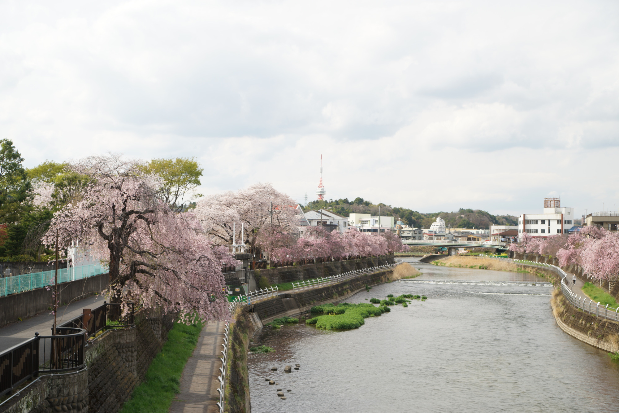 2026年4月6日(月)撮影