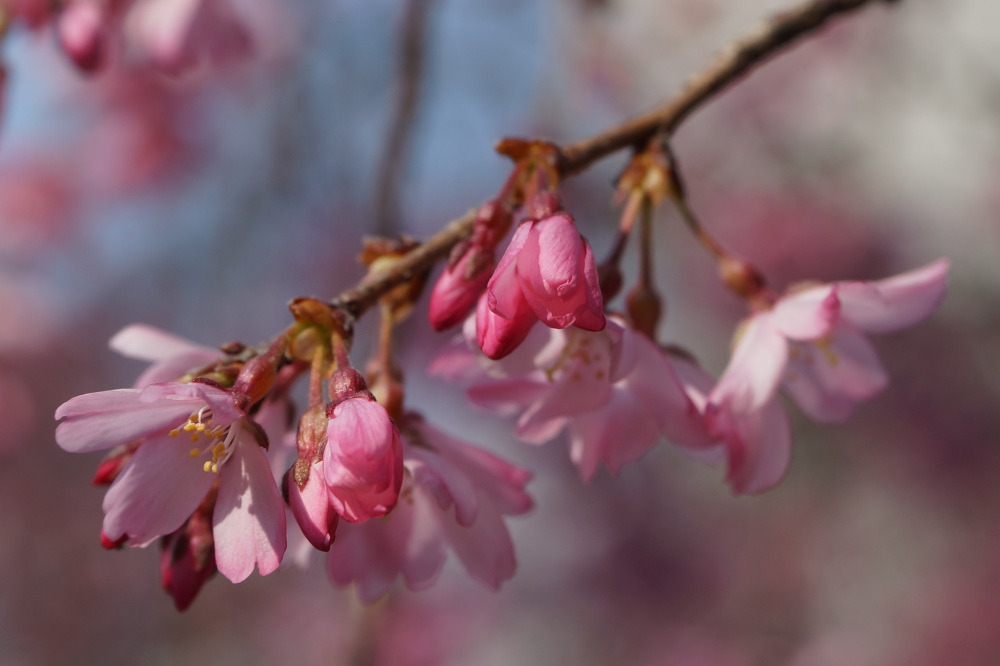 2026年3月23日（月）撮影