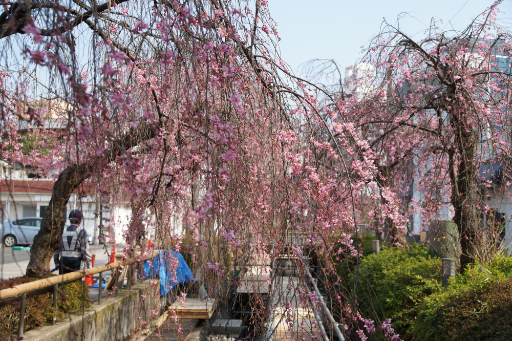 2026年3月23日（月）撮影