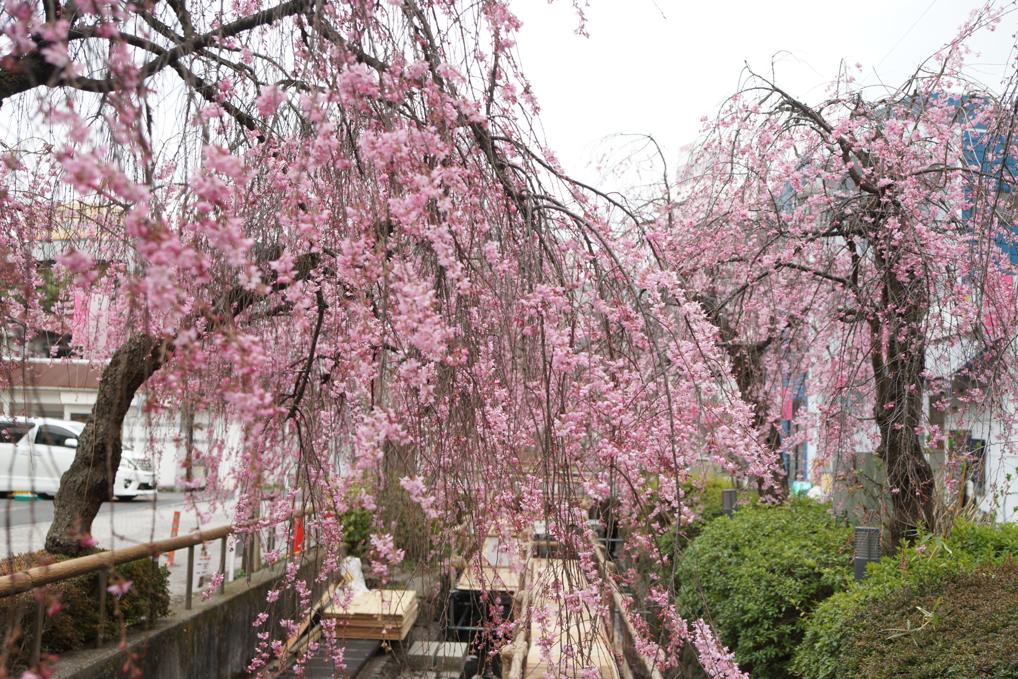 2026年3月25日(水)撮影
