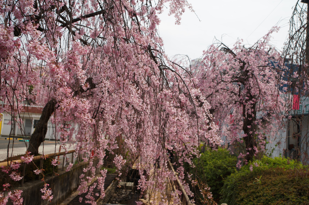 2026年3月30日（月）撮影