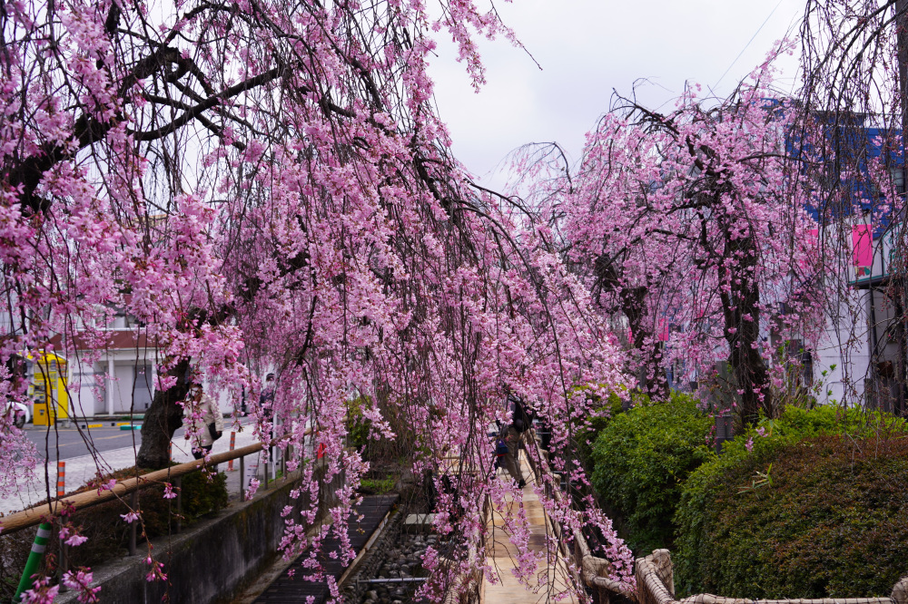 2026年3月28日（土）撮影