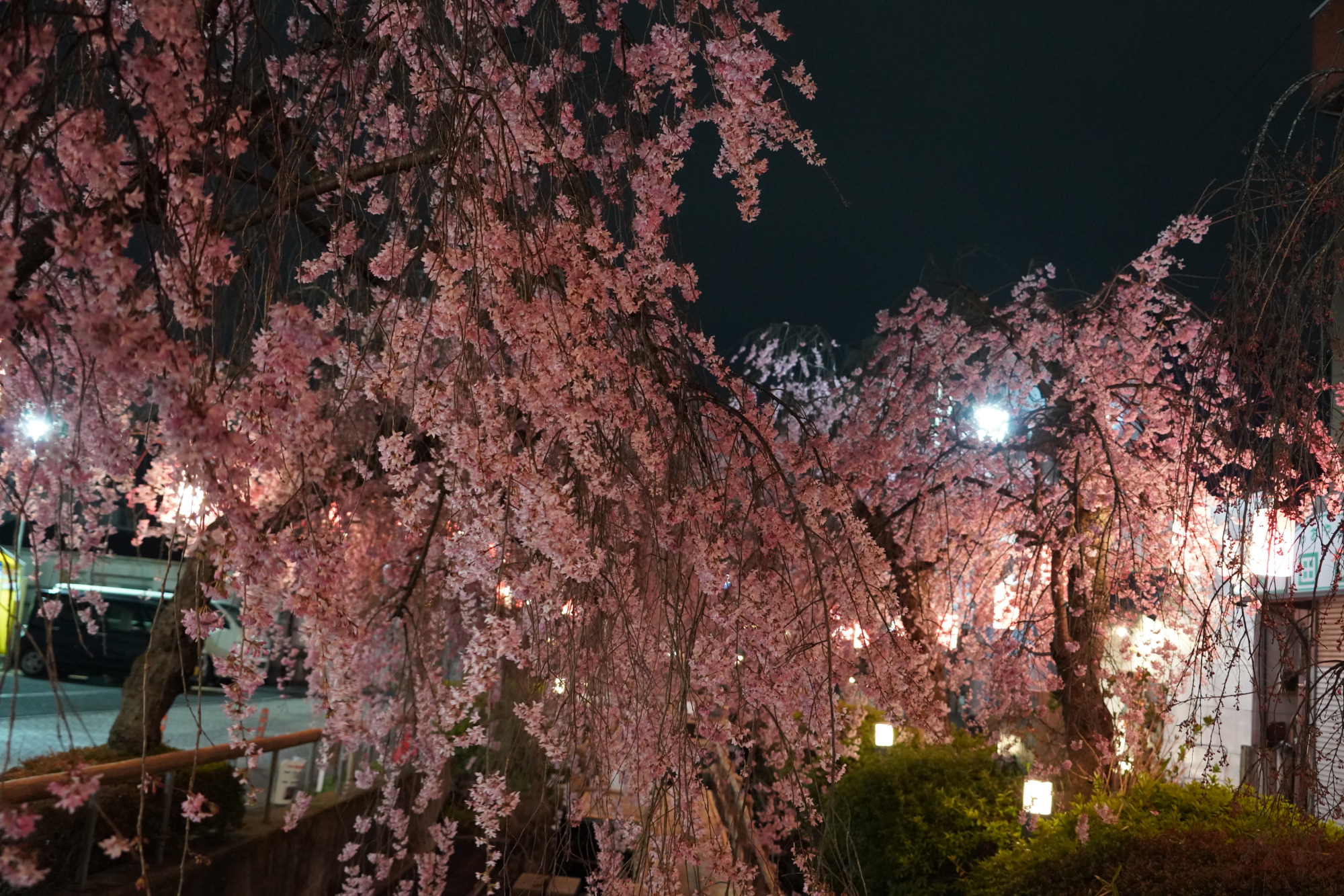 2026年3月29日(日)撮影