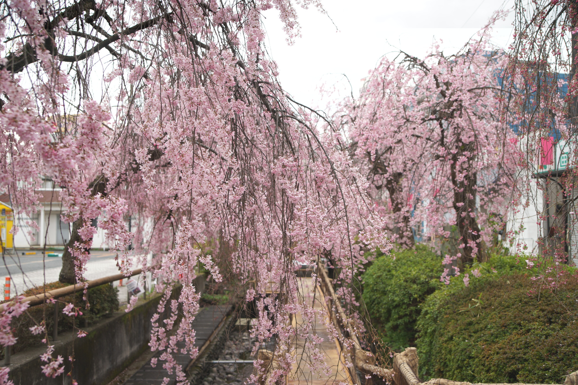 2026年4月1日(水)撮影