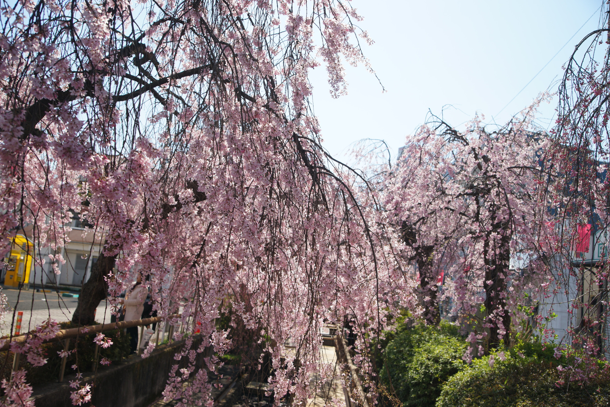 2026年4月3日(金)撮影