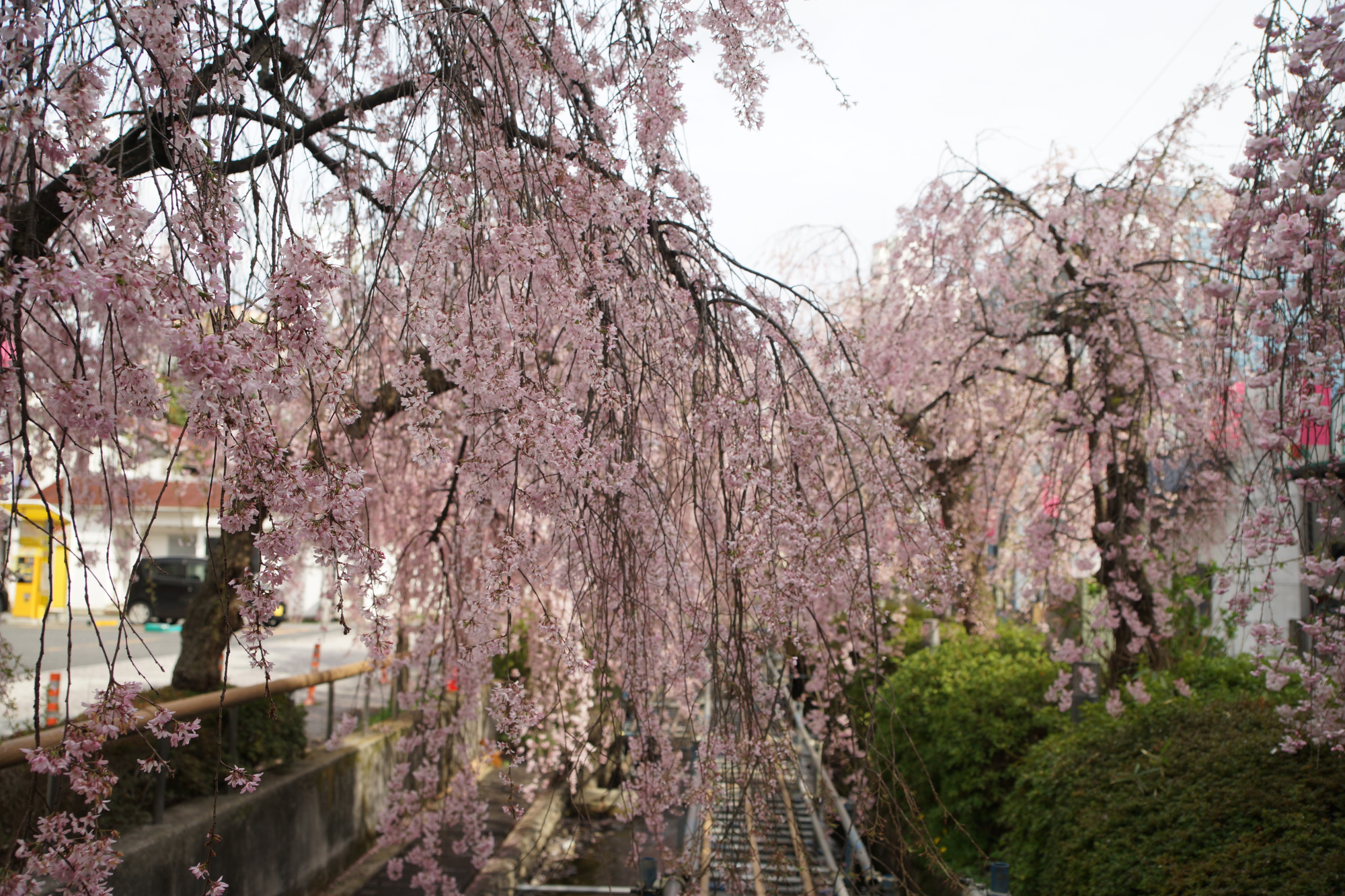 2026年4月6日(月)撮影