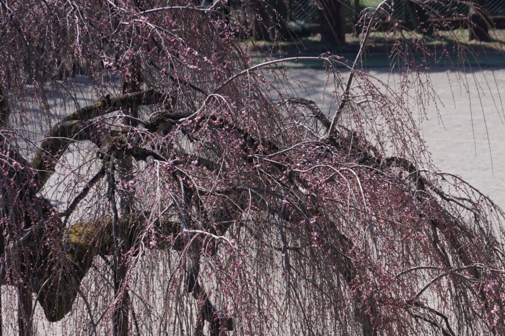 2026年3月21日（土）撮影