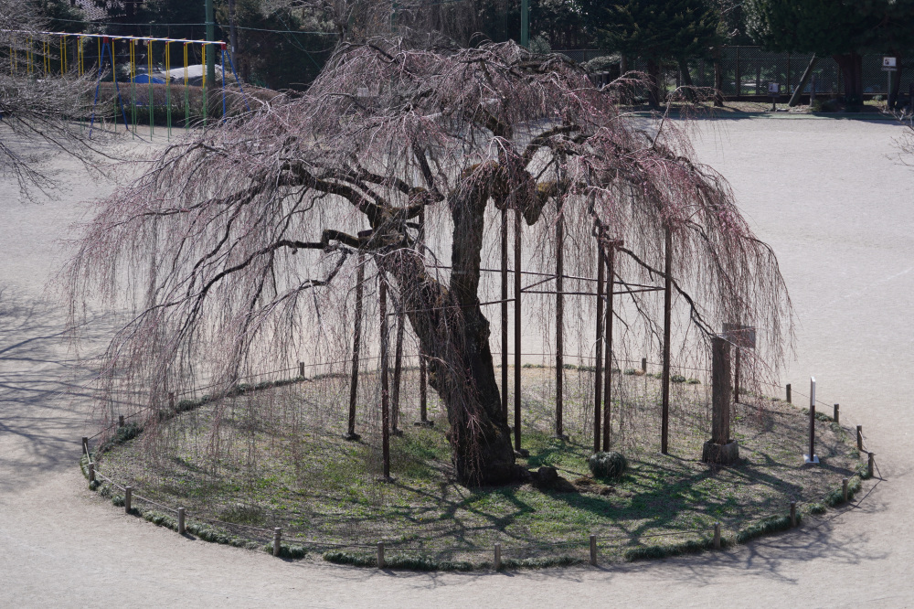 2026年3月21日（土）撮影