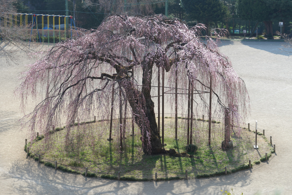 2026年3月24日（火）撮影