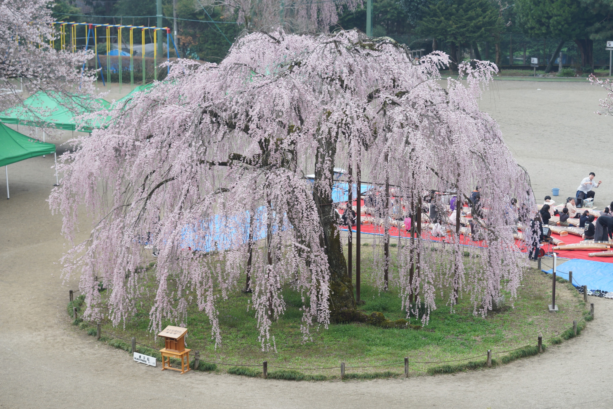 2026年3月30日(月)撮影