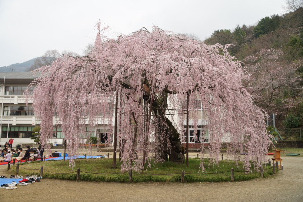 2026年3月30日（月）撮影