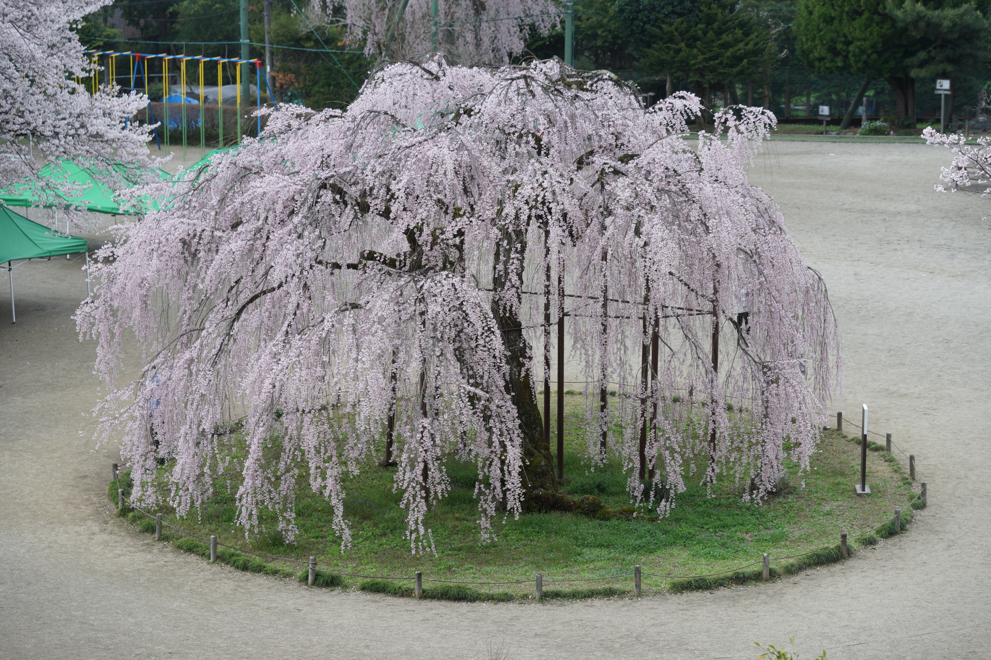 2026年4月1日(水)撮影