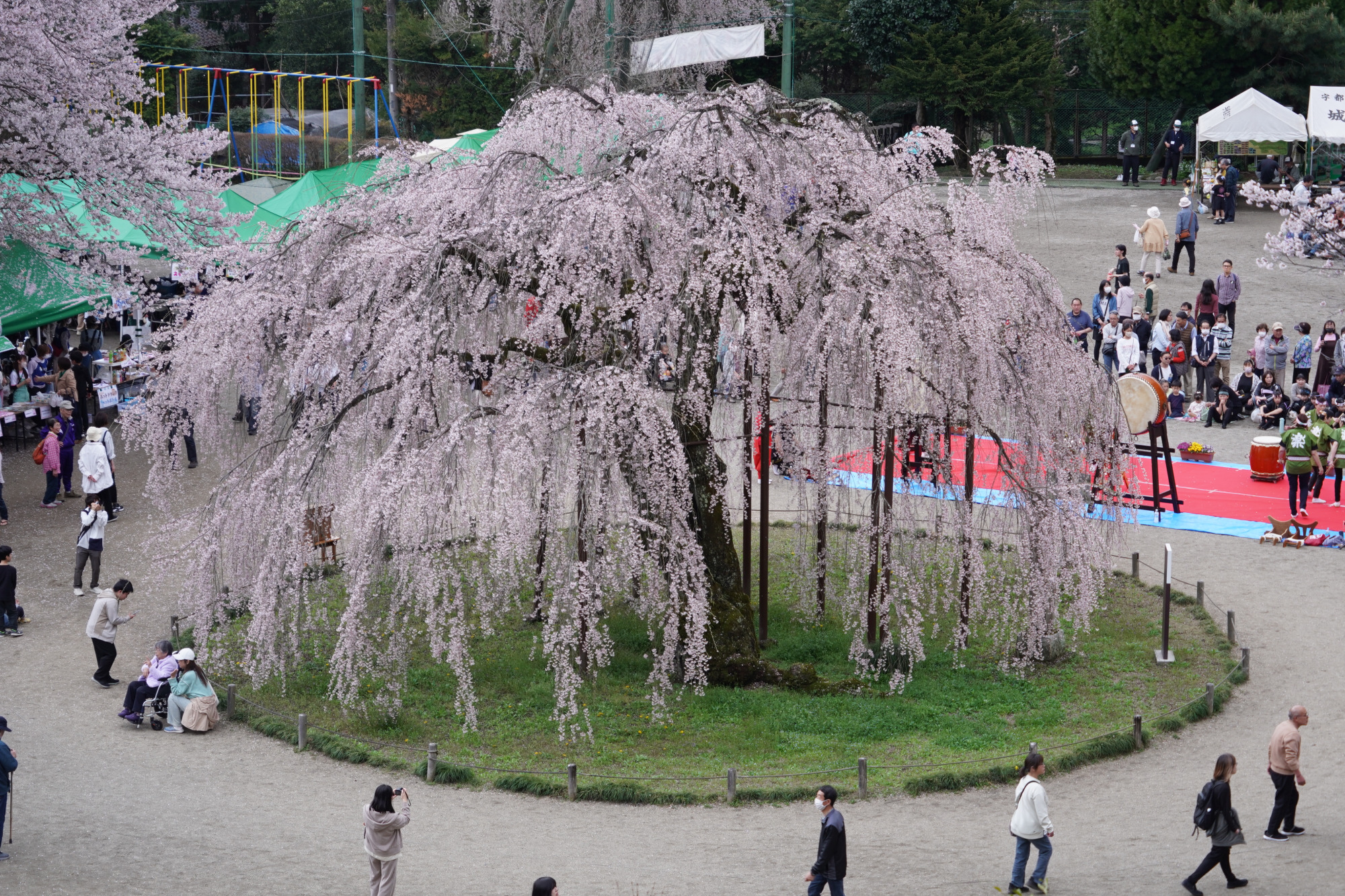 2026年4月5日(日)撮影