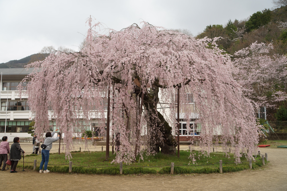 2026年4月1日（水）撮影