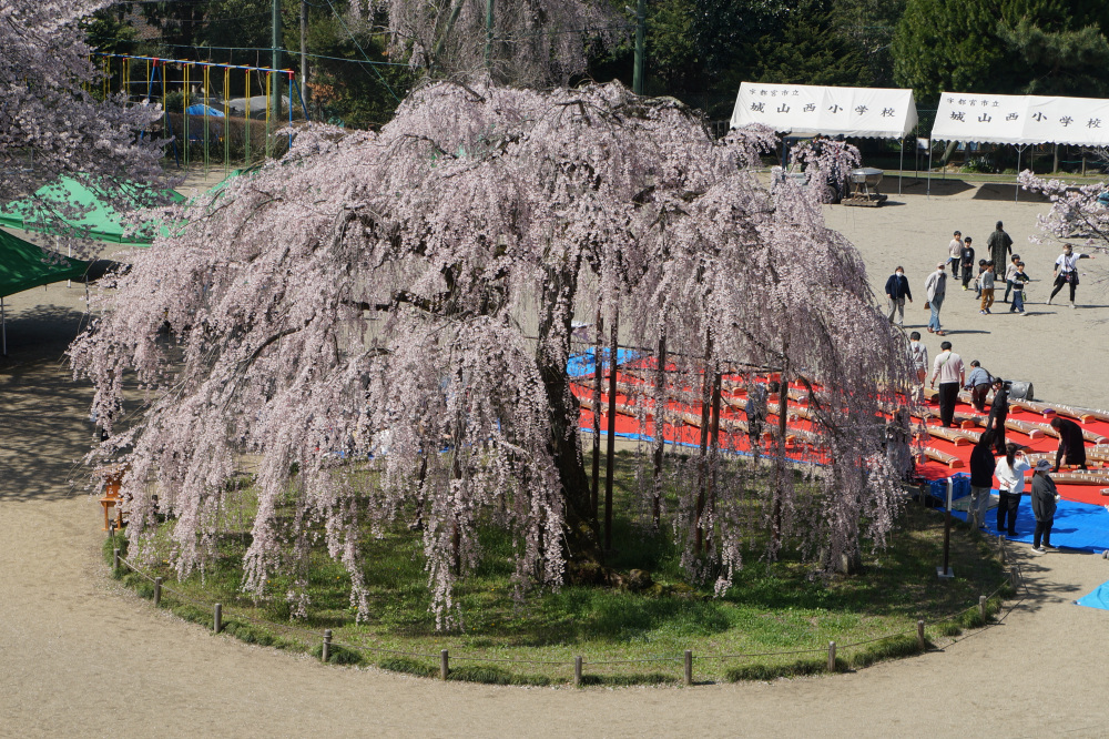 2026年4月3日（金）撮影