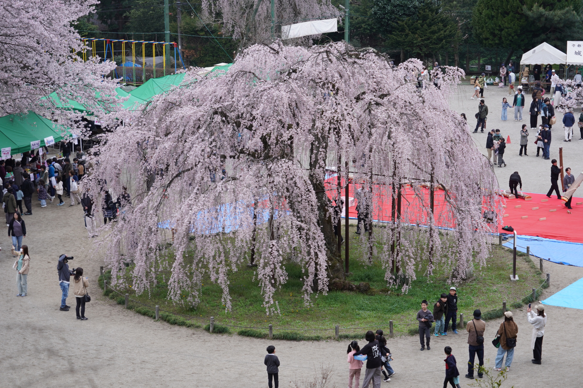2026年4月4日(土)撮影