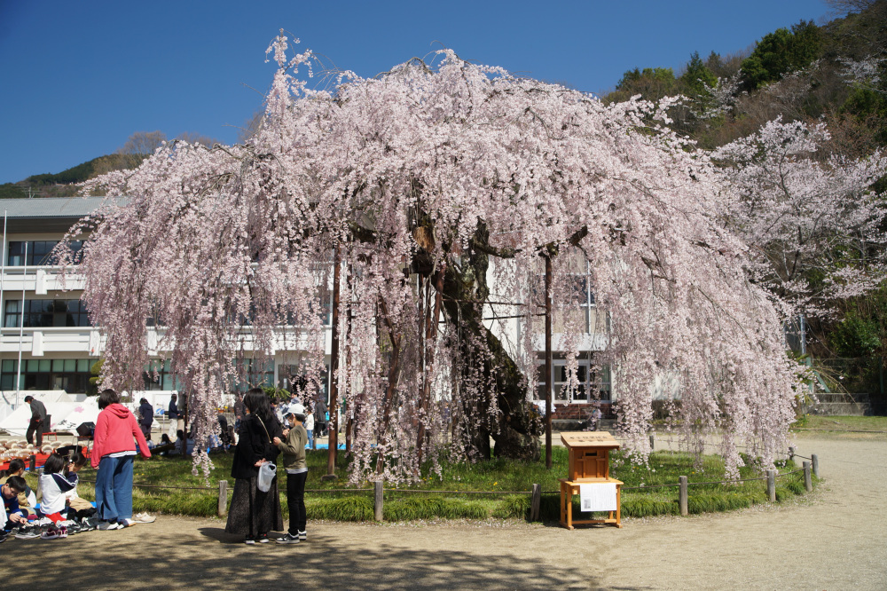 2026年4月3日（金）撮影