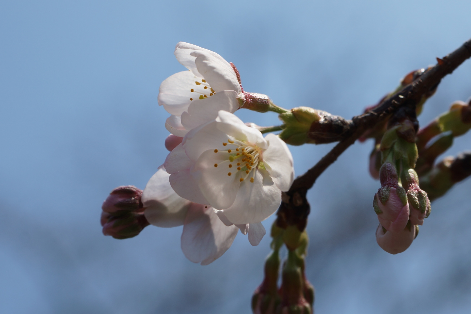 2026年3月23日(月)撮影