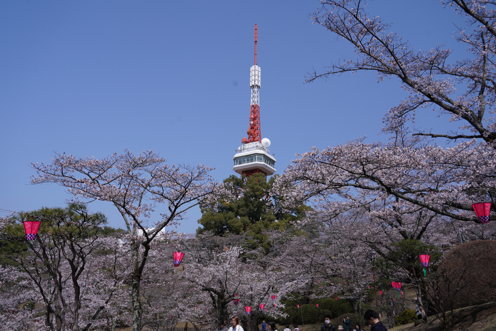 2026年3月29日(日)撮影