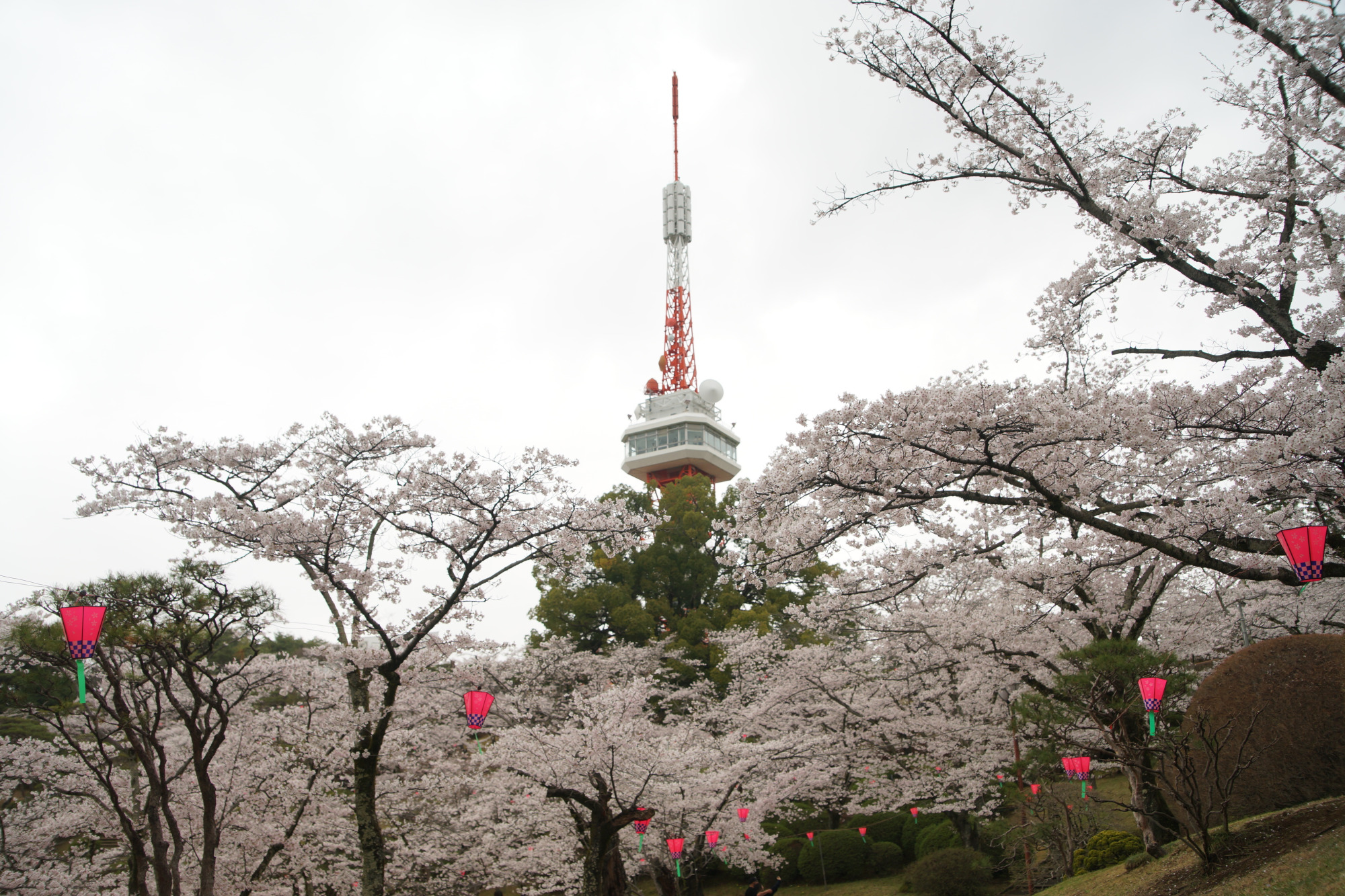 2026年4月1日(水)撮影