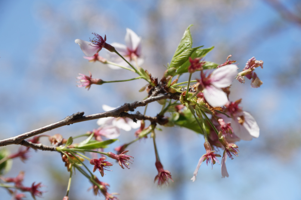 2026年4月9日（木）撮影