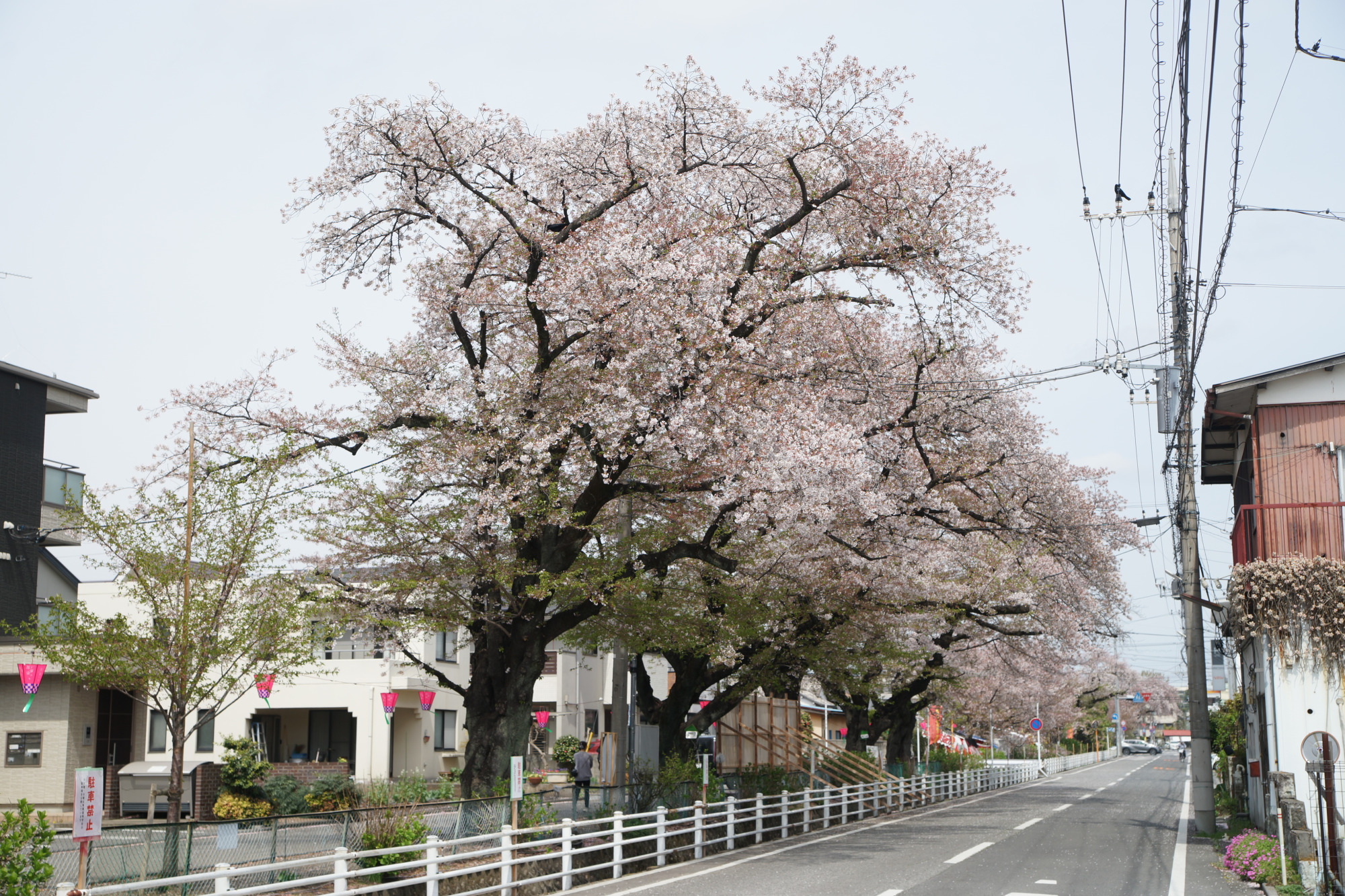 2026年4月9日(木)撮影