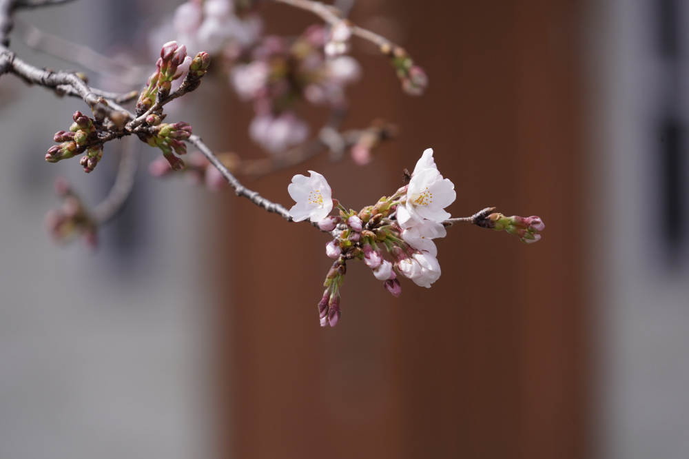2026年3月22日（日）撮影
