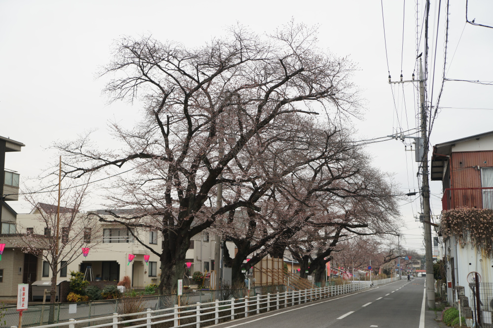 2026年3月25日（水）撮影